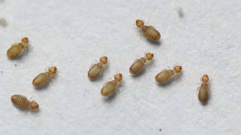 Jak pozbyć się mikroskopijnych robaczków w kuchni, które spędzają ci sen z powiek?