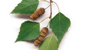 Jak szybko rośnie brzoza? Oto roczny przyrost tego drzewa