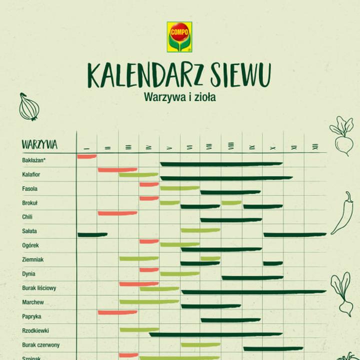 Kiedy siać warzywa ogrodowe? Praktyczny kalendarz siewu dla każdego ogrodnika