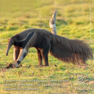 Kto zagraża mrowkom? Naturalni wrogowie, których warto poznać