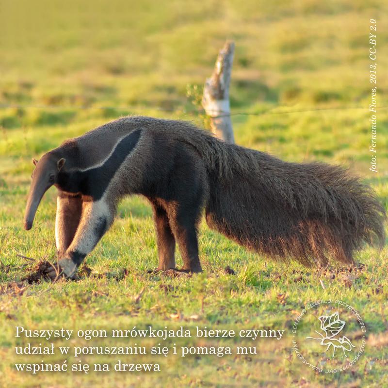 Kto zagraża mrowkom? Naturalni wrogowie, których warto poznać