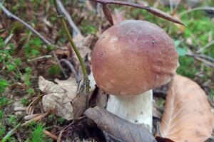 Najlepsze miejsca na grzybobranie w Podkarpackiem – gdzie warto wybrać się na grzyby?