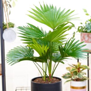 Palma liwistona: Jak dbać o nią, jakie ma wymagania i czy jest trująca?
