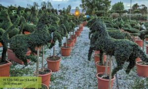 Topiary – Jak Odmieniają Twój Ogród w Magii Zieleni