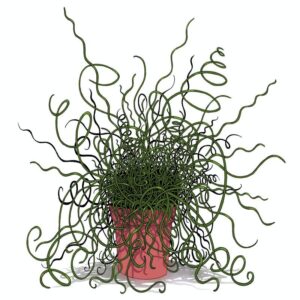 Zimowanie sit spiralnych – jak zapewnić im najlepsze warunki?