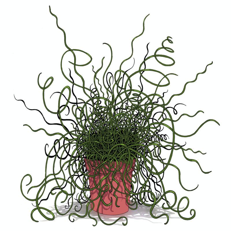 Zimowanie sit spiralnych – jak zapewnić im najlepsze warunki?