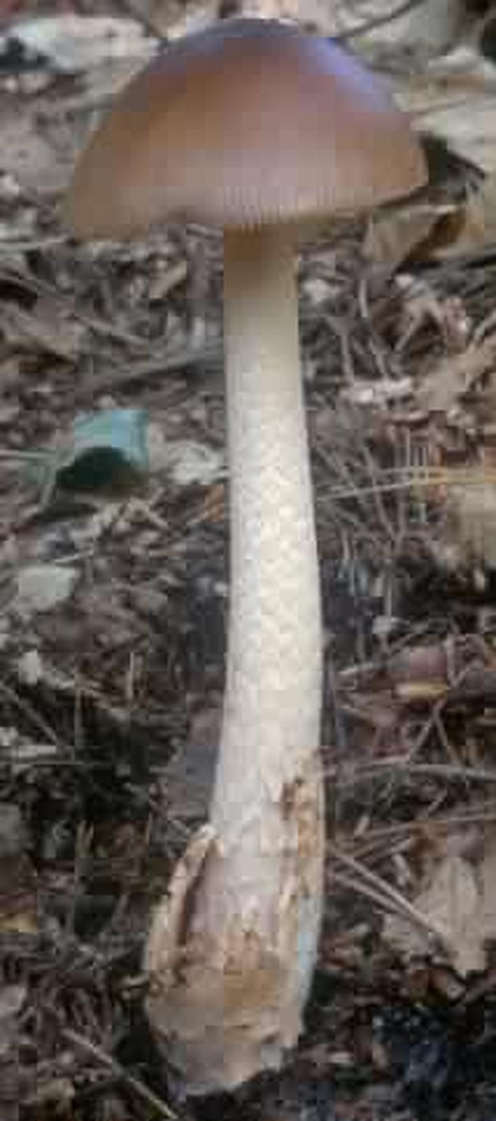 Amanita fulva opis