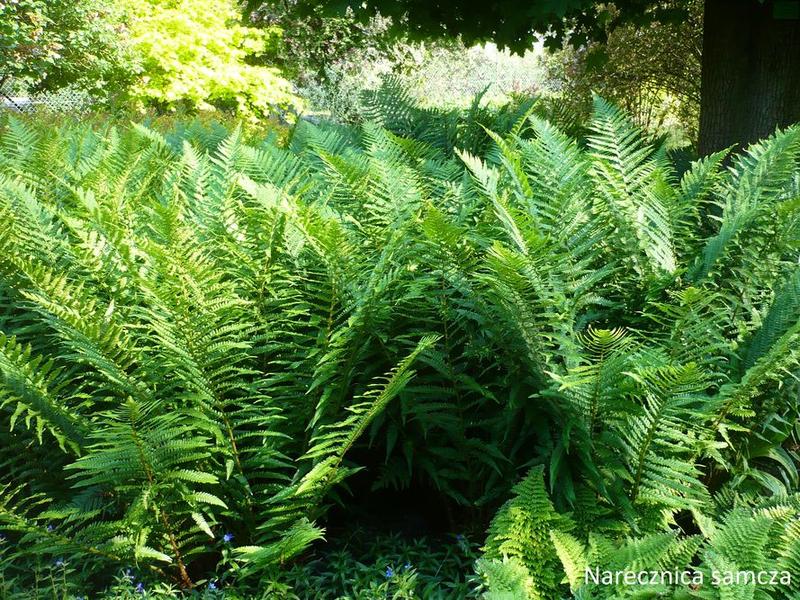 Aranżacja wnętrz z paprociami