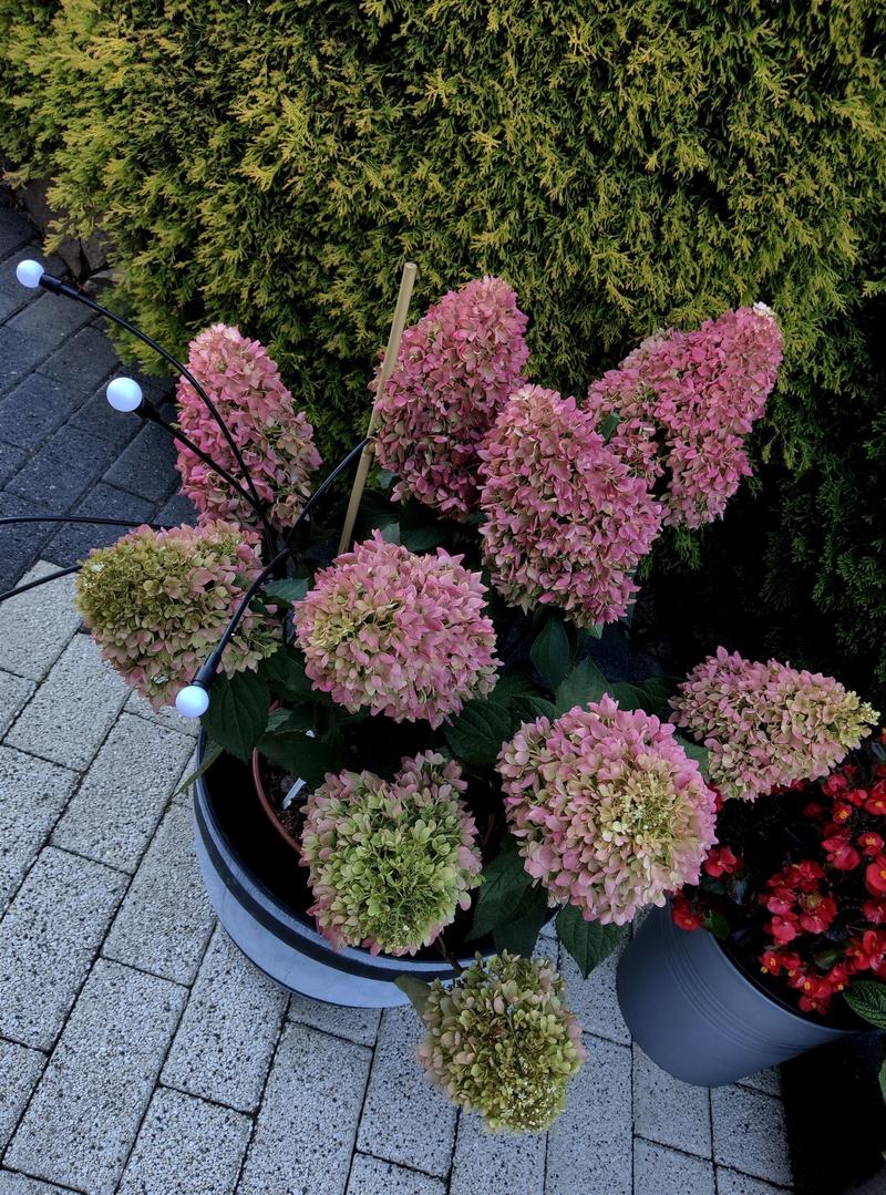 Błędy w przycinaniu hortensji