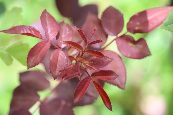 Czerwone liście w ogrodzie