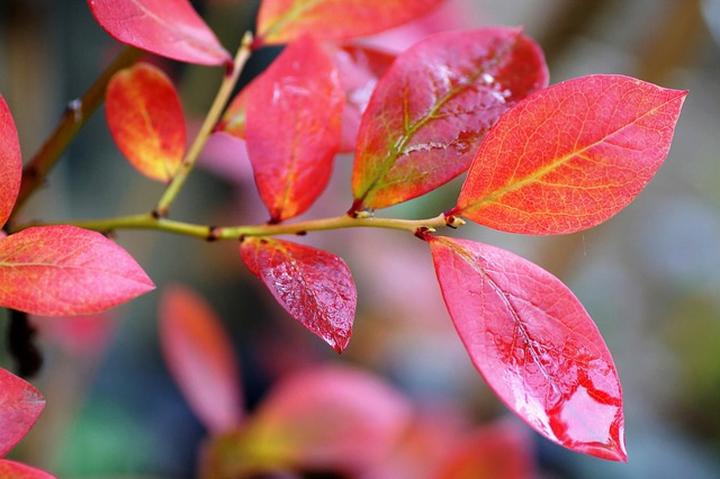 Drzewa o czerwonych liściach