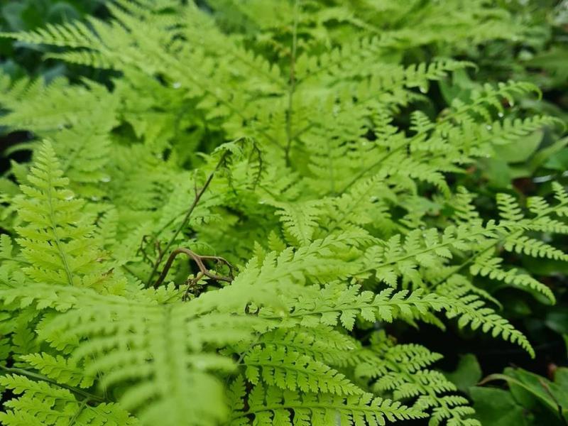 Gatunki paproci do sypialni