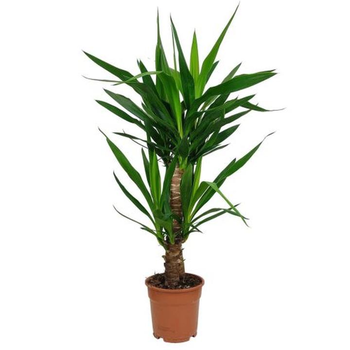 Juka ogrodowa sąsiedztwo roślin