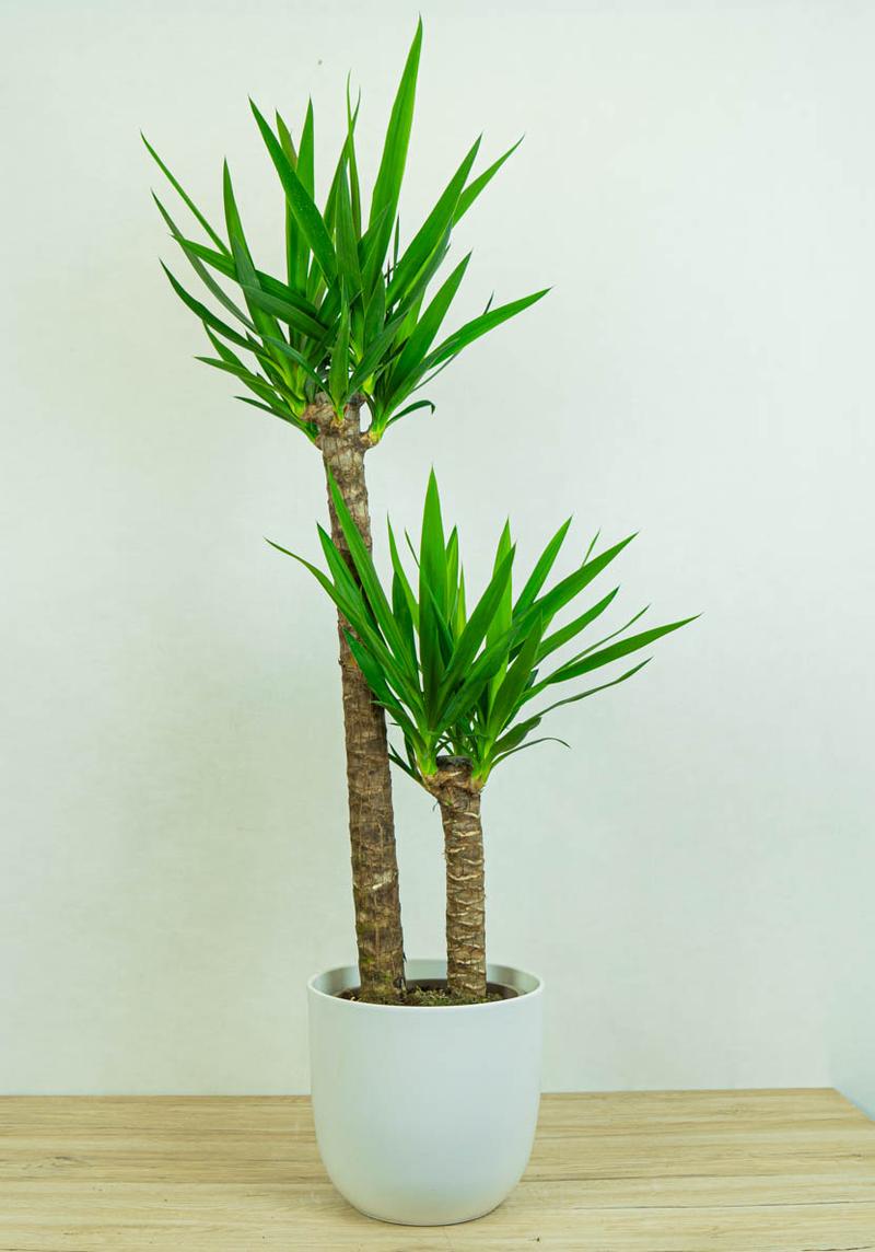 Kompozycje ogrodowe z juką