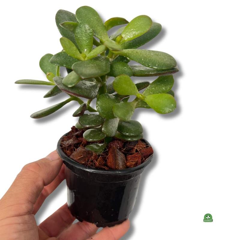 Nawadnianie drzewka szczęścia