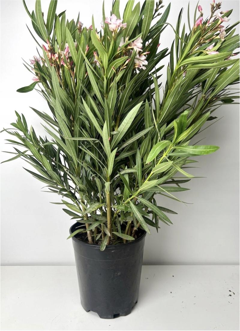 Nawodnienie oleandra