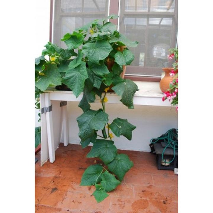 Nawożenie ogórków w pojemnikach