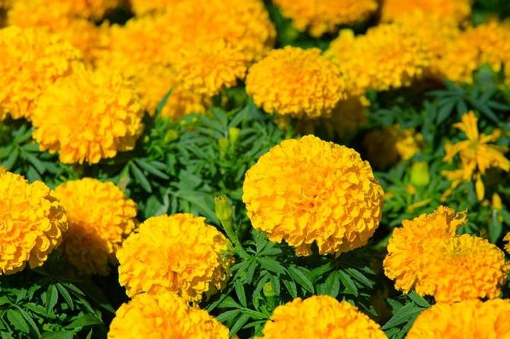 Obfite kwitnienie aksamitek