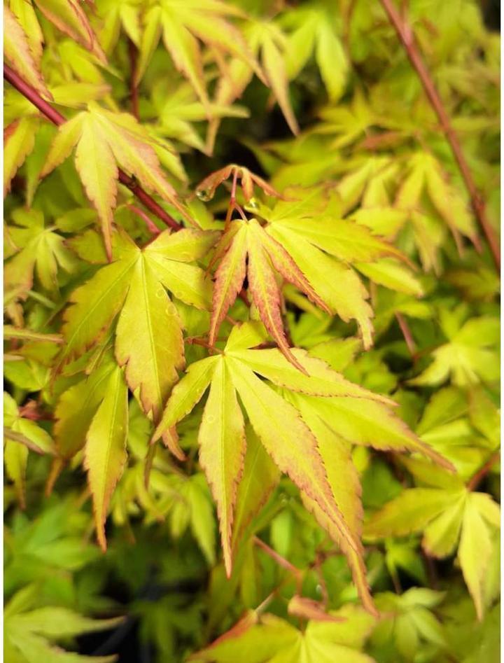 Ochrona klonu palmowego przed mrozem