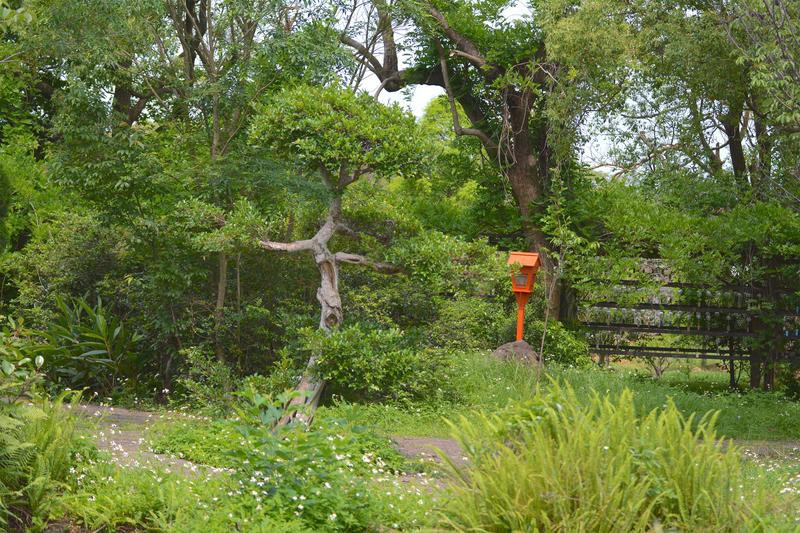 Oczka wodne w ogrodzie