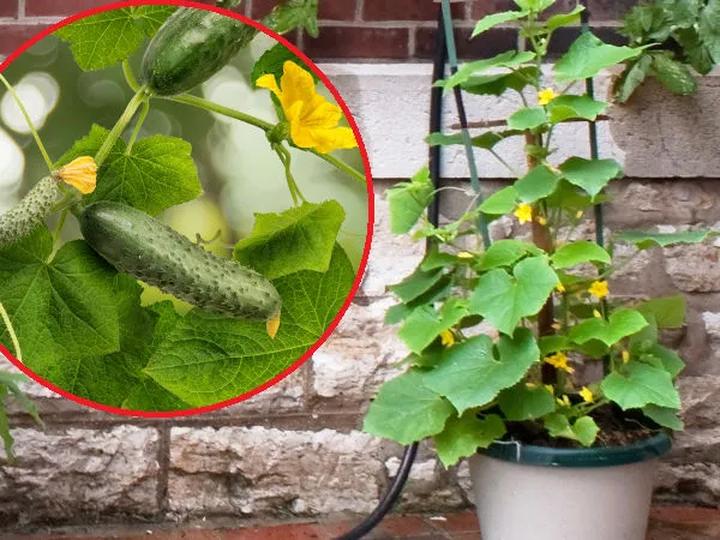 Optymalne warunki wzrostu ogórków