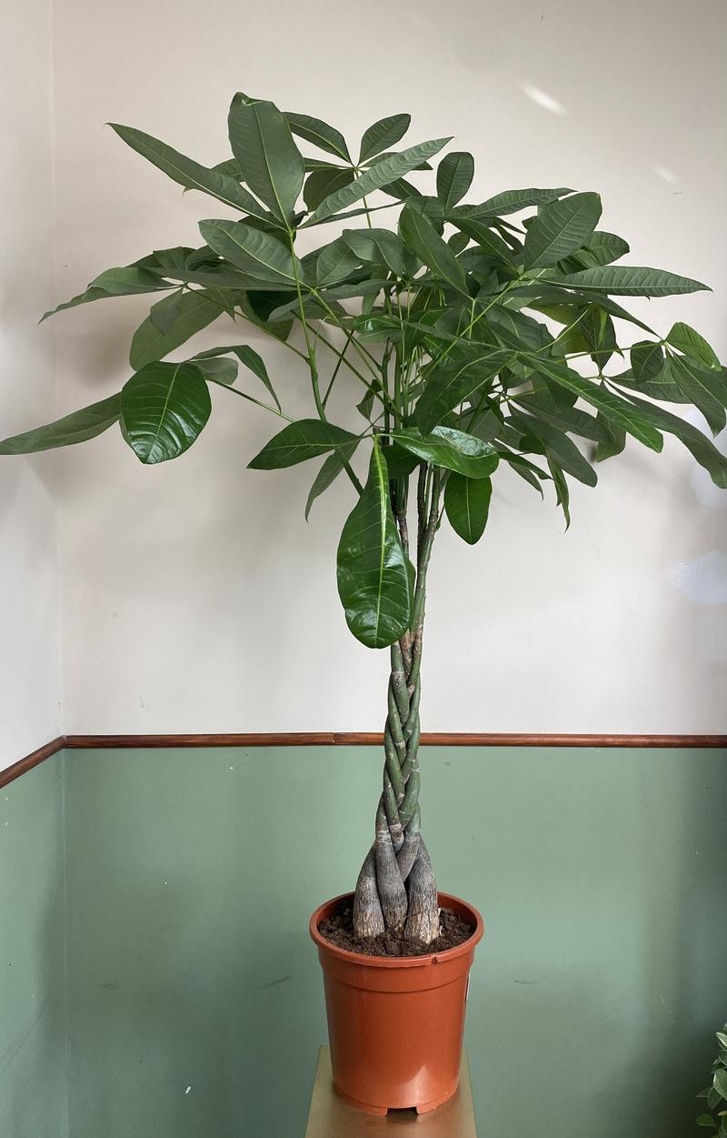 Pielęgnacja drzewka szczęścia