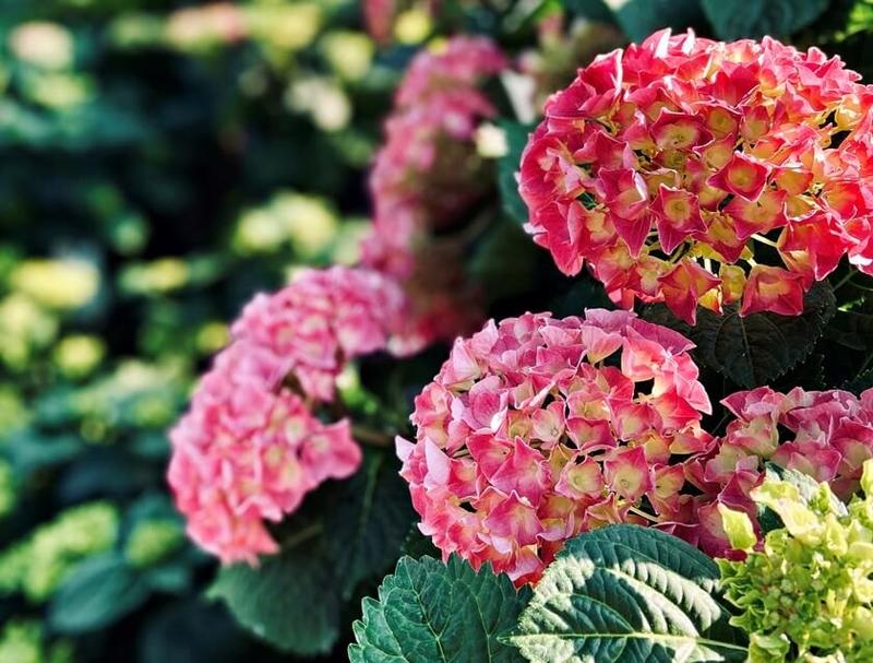 Pielęgnacja hortensji