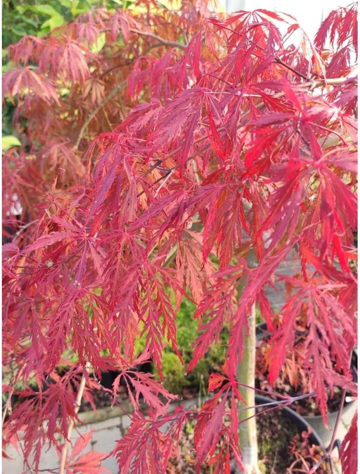 Pielęgnacja klonu palmowego latem