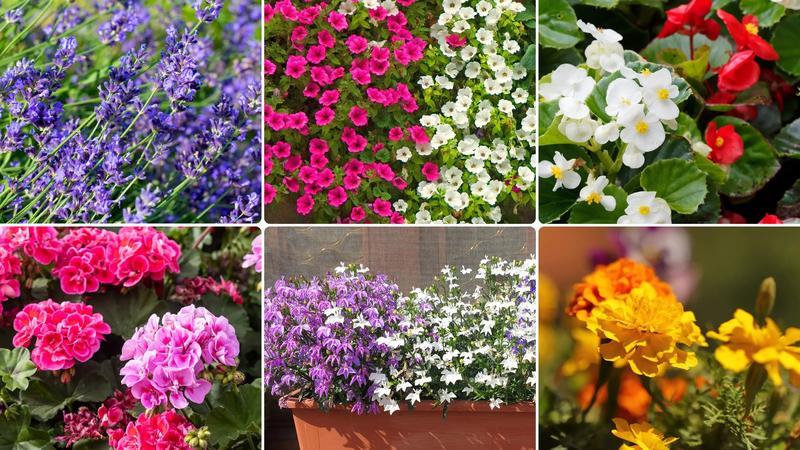 Pielęgnacja roślin w doniczkach