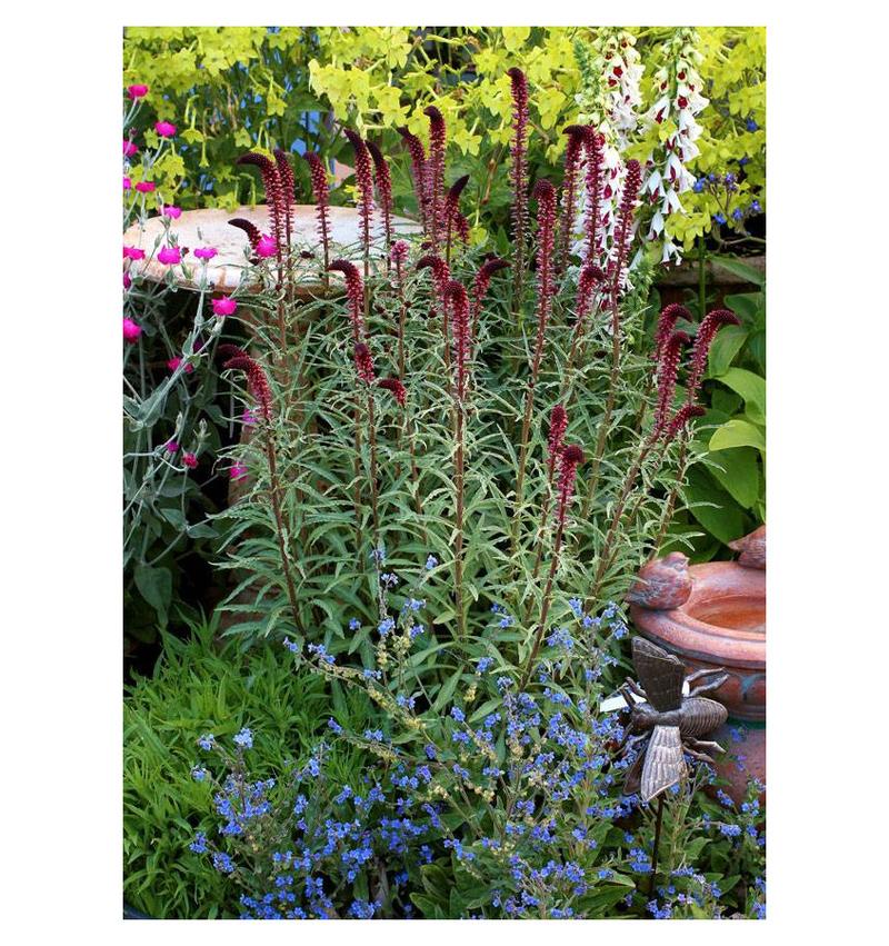 Pielęgnacja tojeści