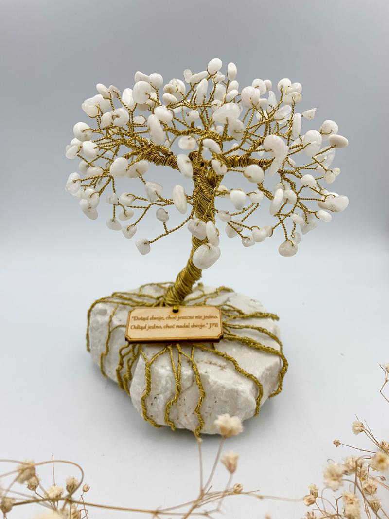 Przesadzanie drzewka szczęścia