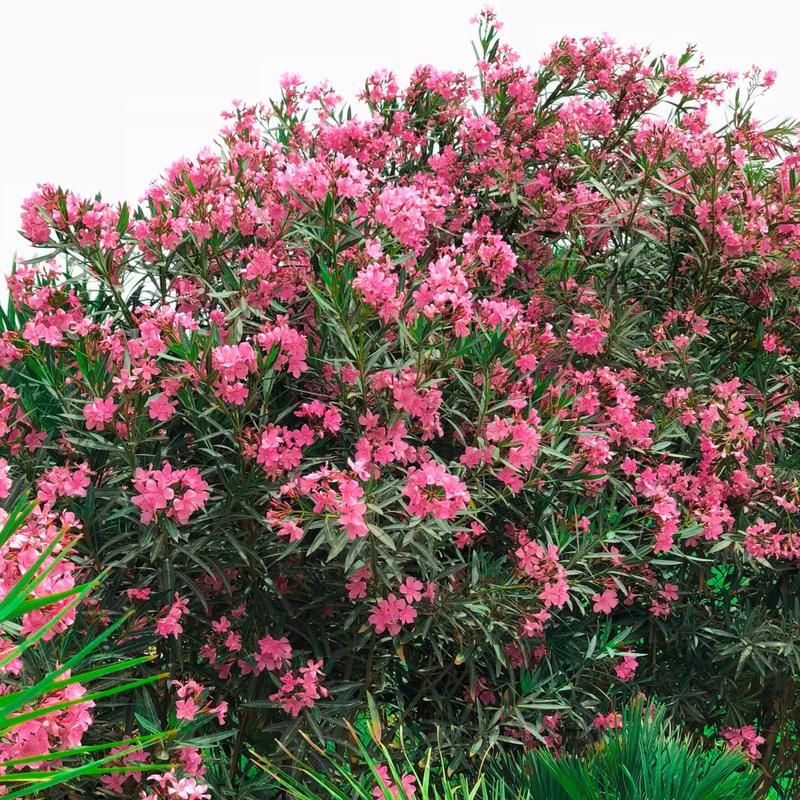 Regeneracja uszkodzonych liści