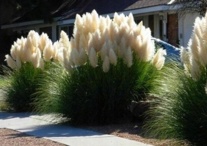 Rośliny towarzyszące trawie pampasowej