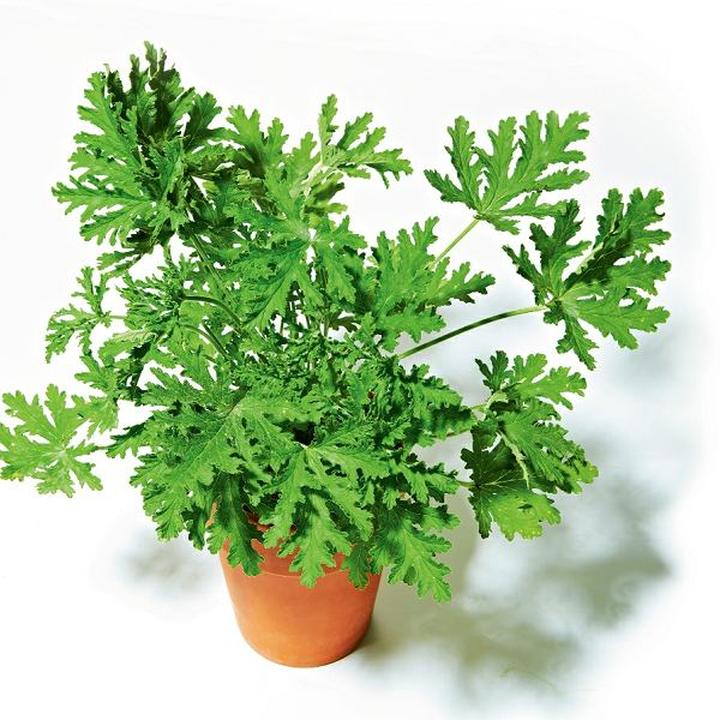 Rozmnażanie pelargonii w domu