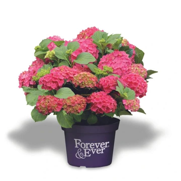 Technik przycinania kwiatów