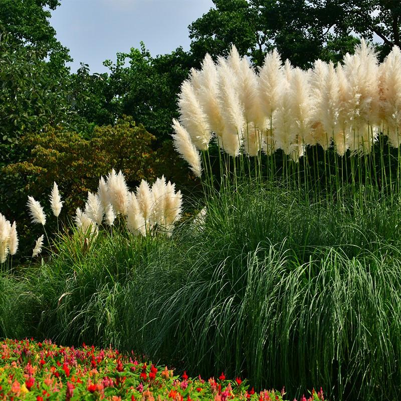 Trawa pampasowa w ogrodzie