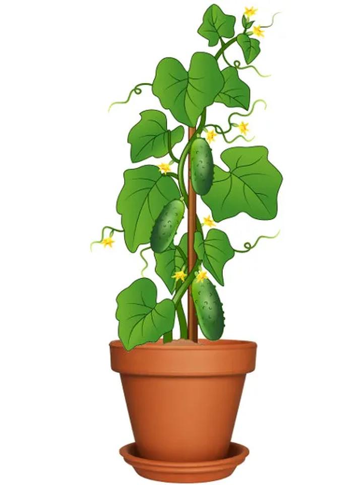 Uprawa ogórków na balkonie