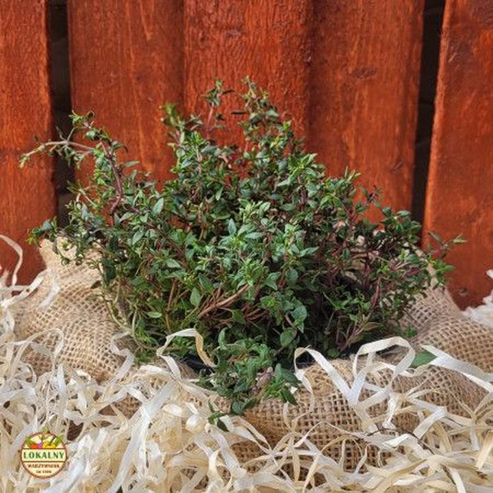 Uprawa tymianku w ogrodzie