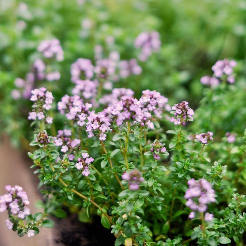 Warunki wzrostu tymianku