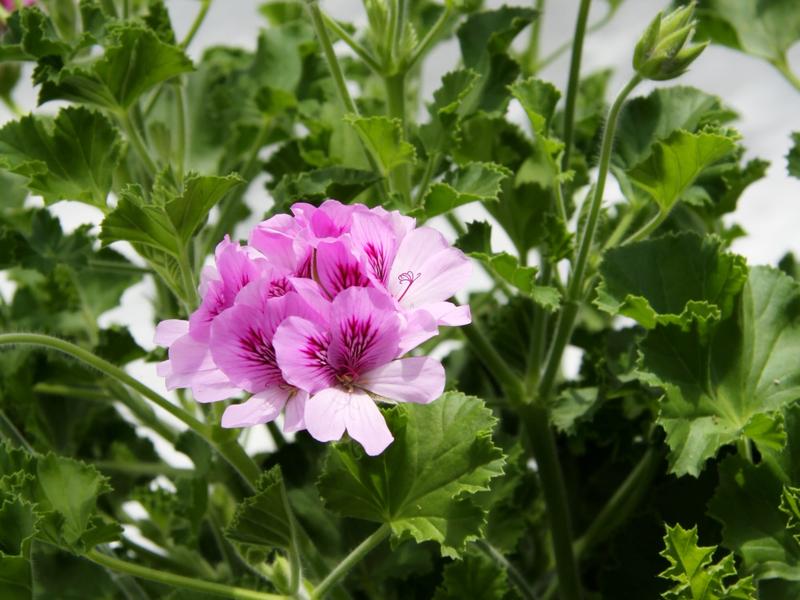 Właściwości zdrowotne geranium