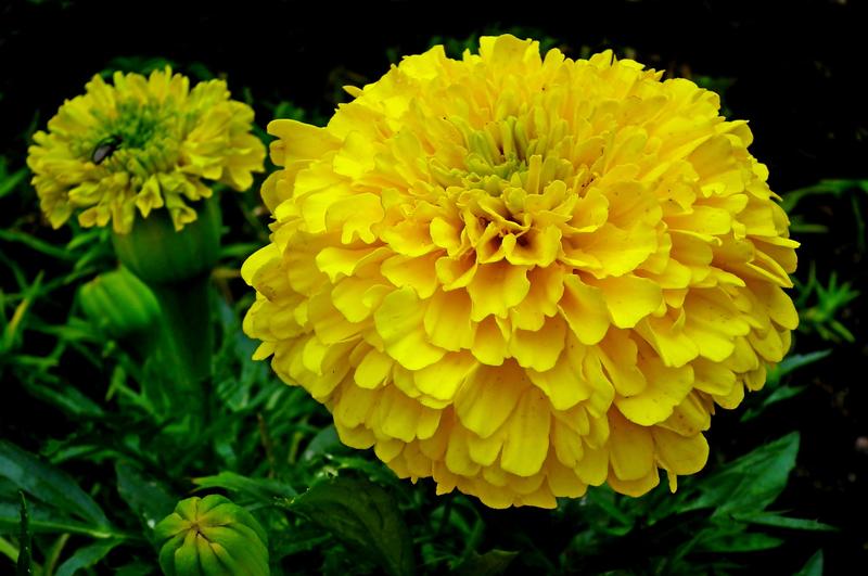 Zdrowie roślin aksamitki