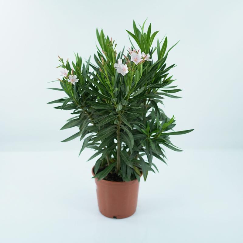 Zdrowy wzrost oleandra