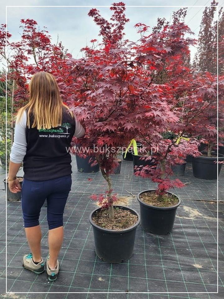 Zimowanie klonu palmowego w donicy