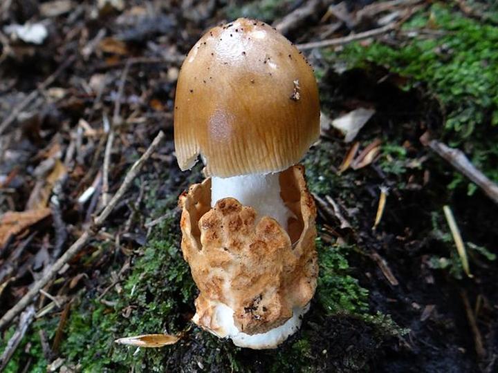 Ciekawe cechy i występowanie grzyba panienka (Amanita fulva) – poznaj jego opis