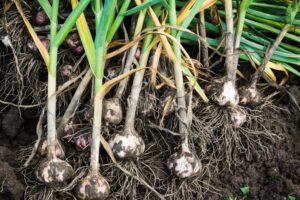 Czosnek w ogrodzie: jakie rośliny to dobrzy i źli sąsiedzi dla czosnku?