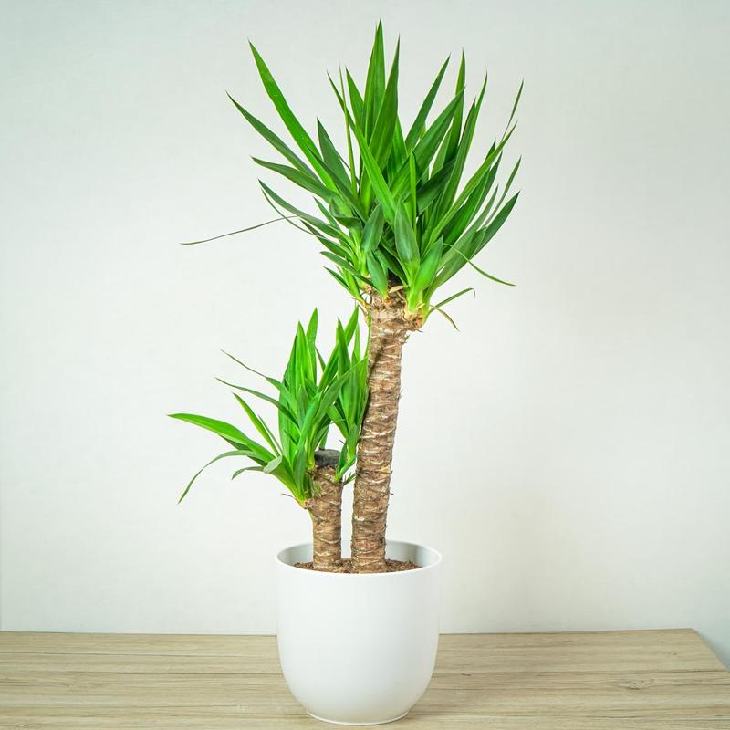 Idealne towarzystwo dla juki ogrodowej – co posadzić obok niej?