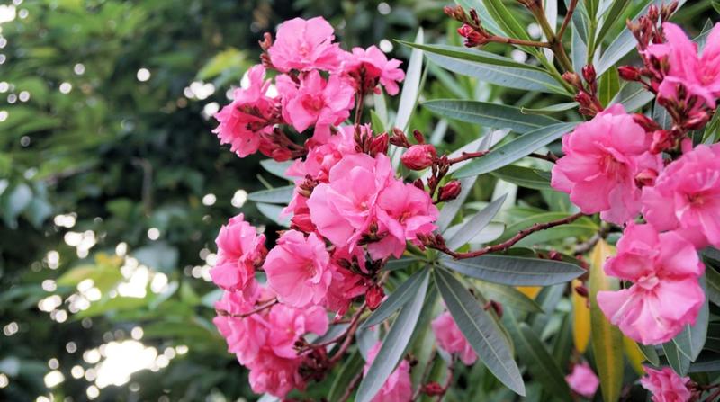 Jak ocalić suchego oleandra po zimie i przywrócić mu blask?