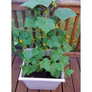 Jak skutecznie hodować i nawozić ogórki na balkonie? Praktyczne porady dla początkujących