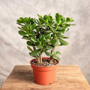 Jak zadbać o drzewko szczęścia: nawadnianie i wybór odpowiedniej gleby