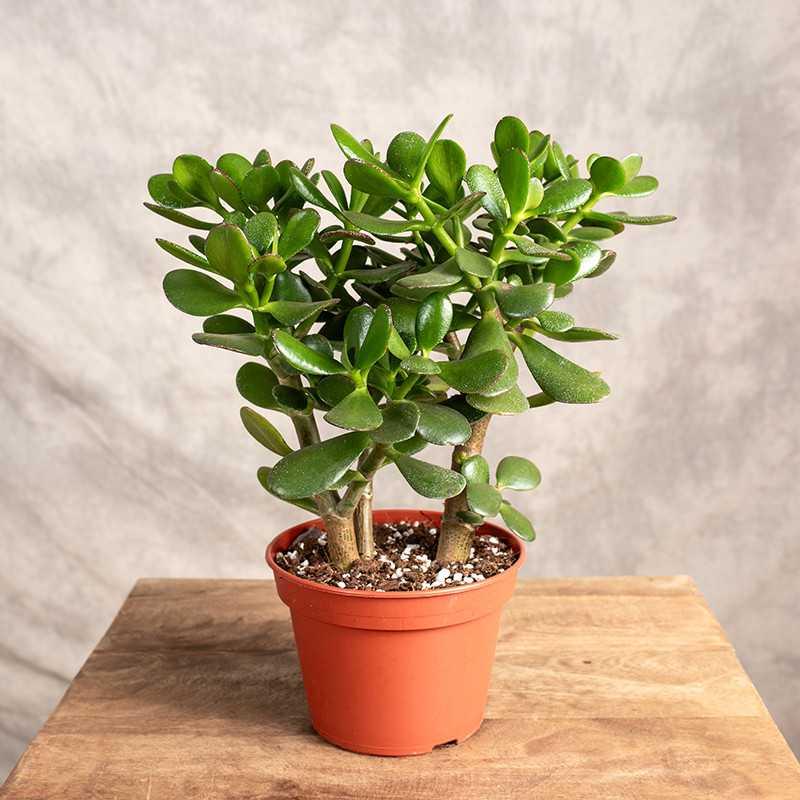 Jak zadbać o drzewko szczęścia: nawadnianie i wybór odpowiedniej gleby